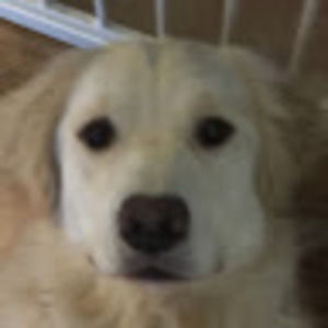 Meet your Posher, Lily